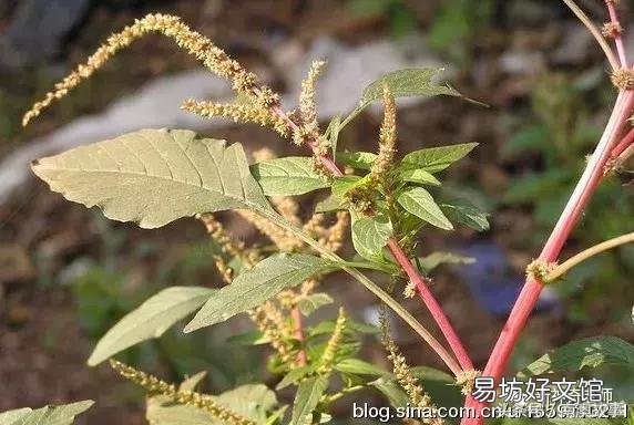 猫毛草的功效和作用(猫毛草图片)