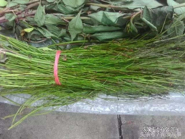 猫毛草的功效和作用(猫毛草图片)