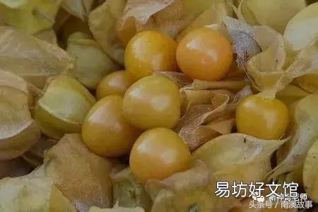 猫毛草的功效和作用(猫毛草图片)