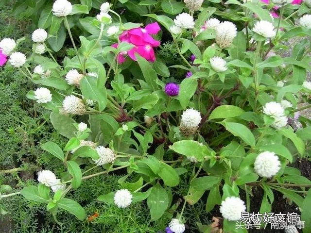 猫毛草的功效和作用(猫毛草图片)