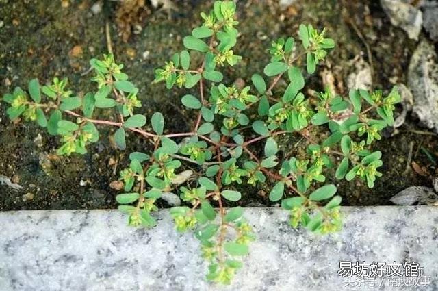 猫毛草的功效和作用(猫毛草图片)
