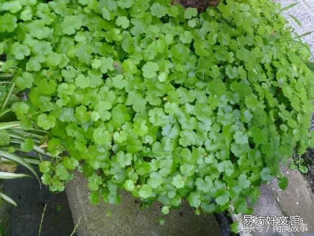 猫毛草的功效和作用(猫毛草图片)
