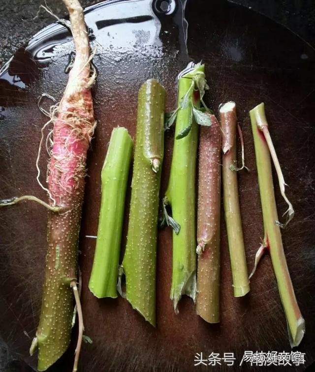 猫毛草的功效和作用(猫毛草图片)