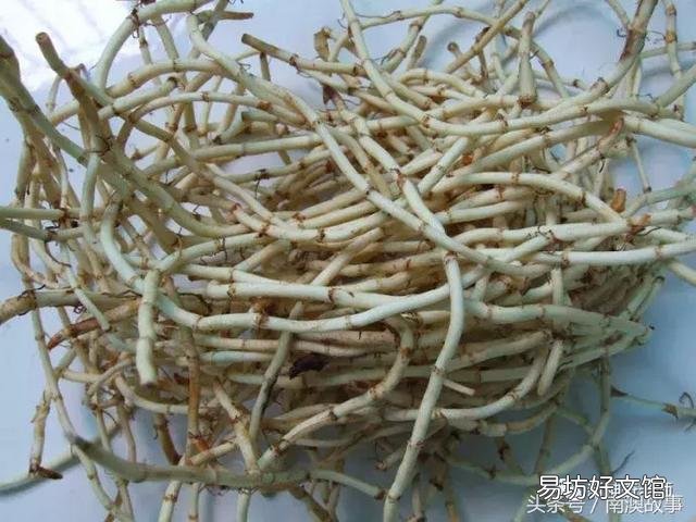 猫毛草的功效和作用(猫毛草图片)