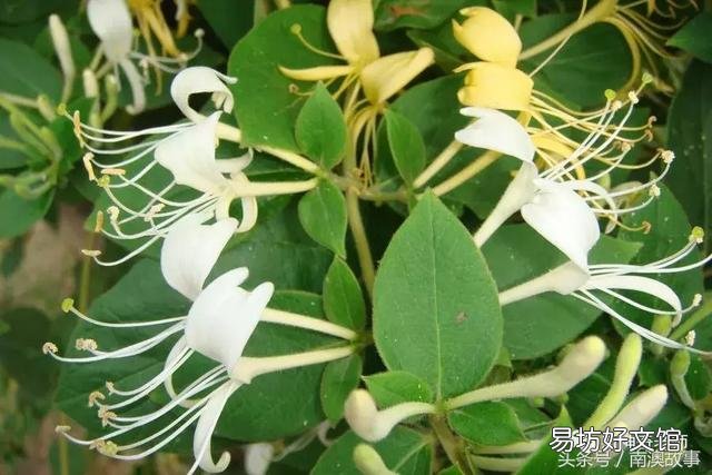 猫毛草的功效和作用(猫毛草图片)