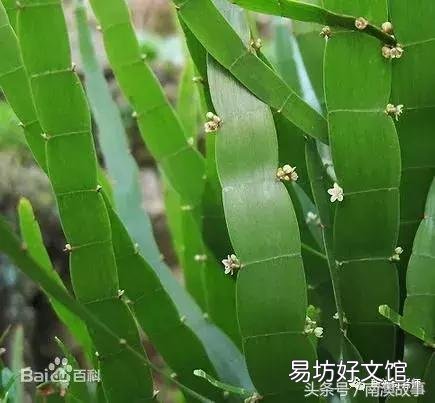 猫毛草的功效和作用(猫毛草图片)
