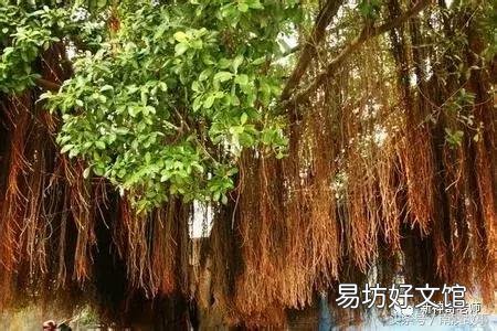 猫毛草的功效和作用(猫毛草图片)