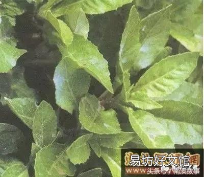 猫毛草的功效和作用(猫毛草图片)