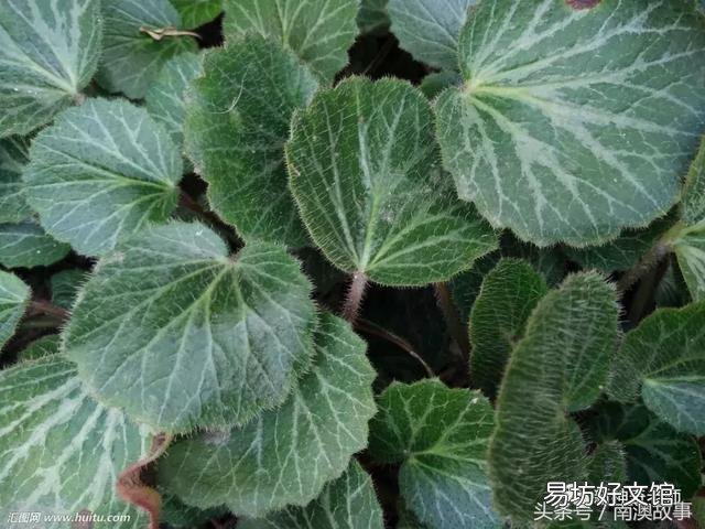 猫毛草的功效和作用(猫毛草图片)