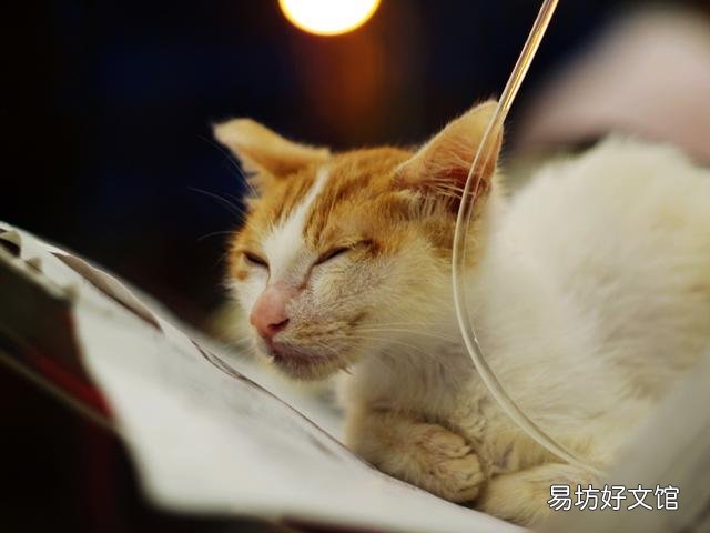 野猫和家猫的区别(野猫和家猫的区别图片)