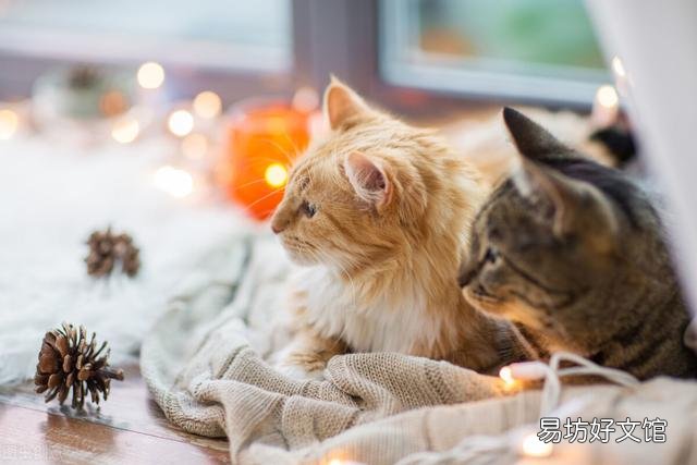 野猫和家猫的区别(野猫和家猫的区别图片)