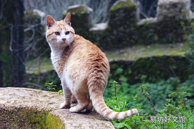 野猫和家猫的区别(野猫和家猫的区别图片)