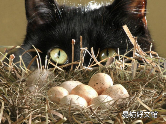 猫能不能吃鸡蛋(宠物猫能不能吃鸡蛋)