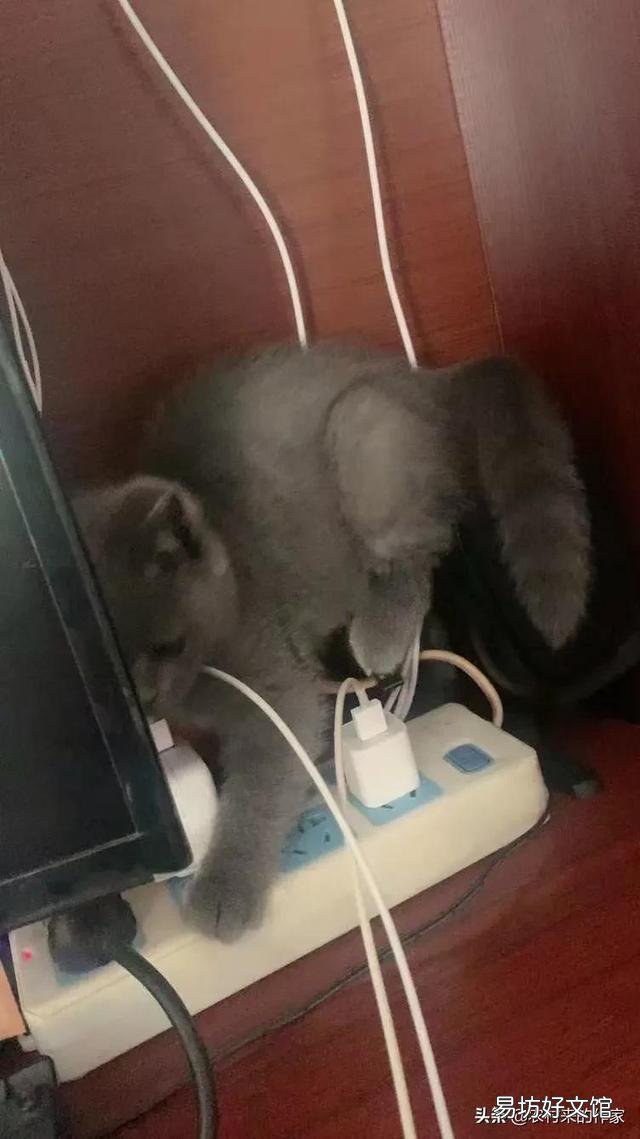 猫死后会给主人托梦吗(猫给人托梦意味着什么)