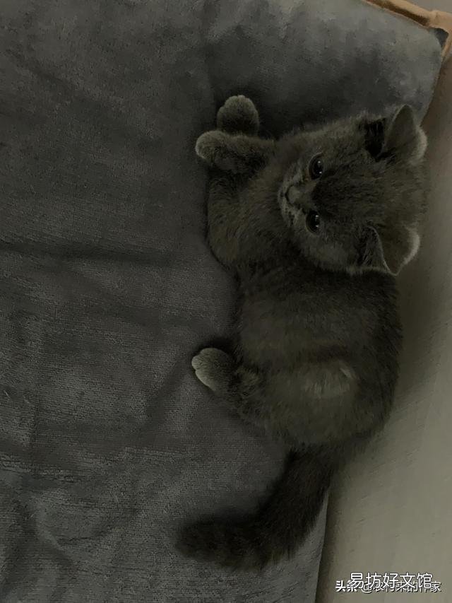 猫死后会给主人托梦吗(猫给人托梦意味着什么)