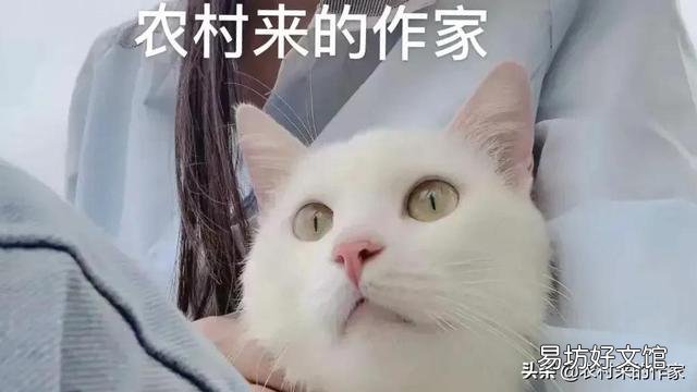 猫死后会给主人托梦吗(猫给人托梦意味着什么)
