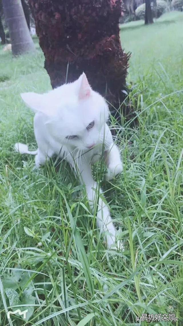 猫死后会给主人托梦吗(猫给人托梦意味着什么)