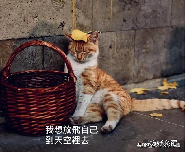 猫死后会给主人托梦吗(猫给人托梦意味着什么)