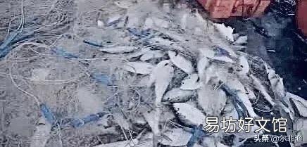 鱼类的减少是因为钓鱼人多了还是污染严重了?