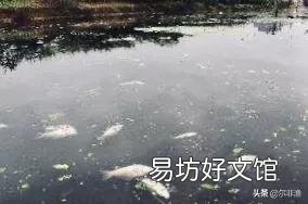 鱼类的减少是因为钓鱼人多了还是污染严重了?