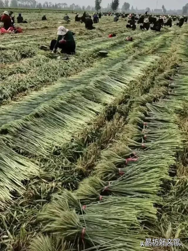 农民将未成熟的小麦提前收割,做工艺品,是浪费粮食吗?