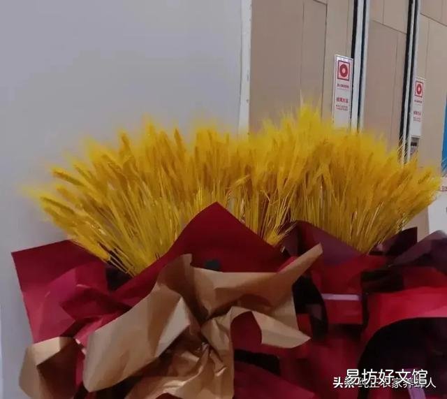 农民将未成熟的小麦提前收割,做工艺品,是浪费粮食吗?