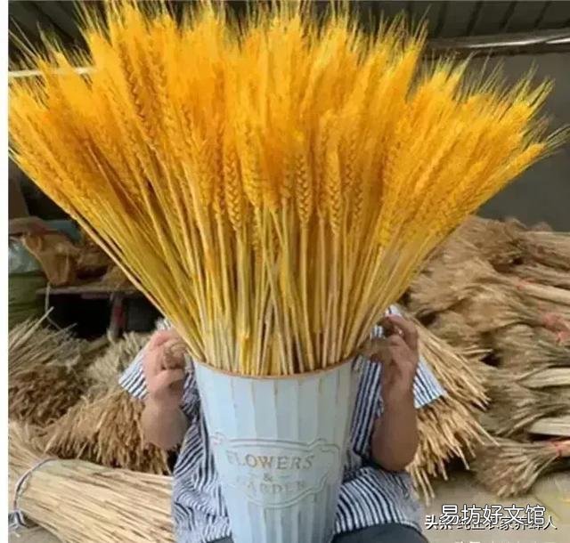 农民将未成熟的小麦提前收割,做工艺品,是浪费粮食吗?
