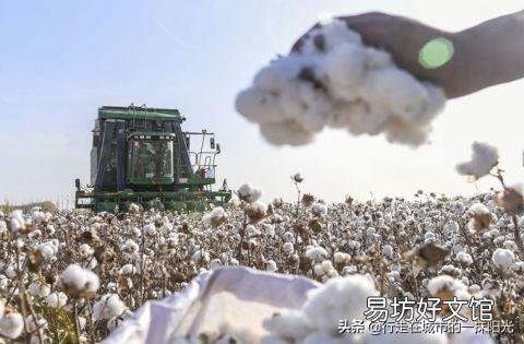 新疆棉花跟别的地区棉花有什么区别?