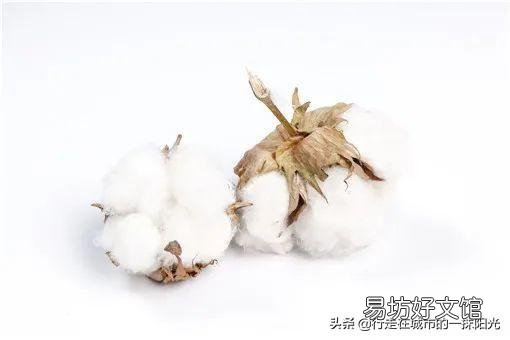 新疆棉花跟别的地区棉花有什么区别?