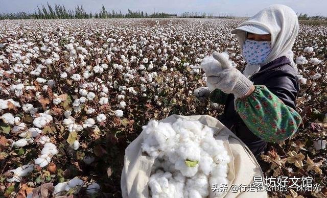 新疆棉花跟别的地区棉花有什么区别?