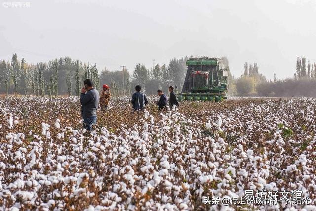 新疆棉花跟别的地区棉花有什么区别?
