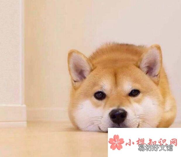 世界上最好的狗是什么品种?