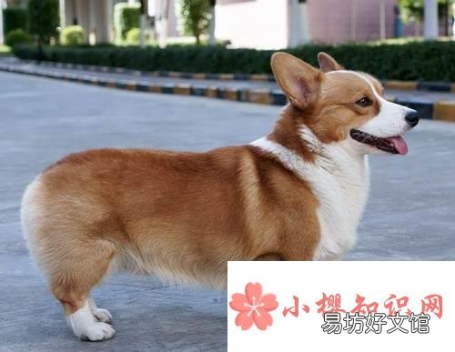 世界上最好的狗是什么品种?