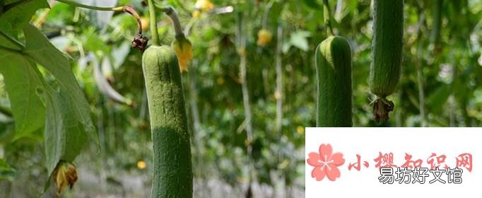 基本不打农药的7种蔬菜是什么?