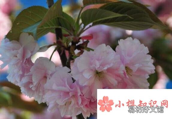 三月开什么花