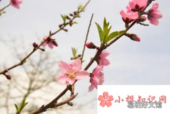 三月开什么花