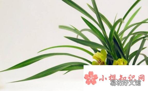 三月开什么花