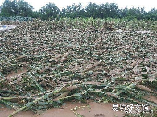 今年雨水这么多,对庄稼人来说到底是好事还是坏事?