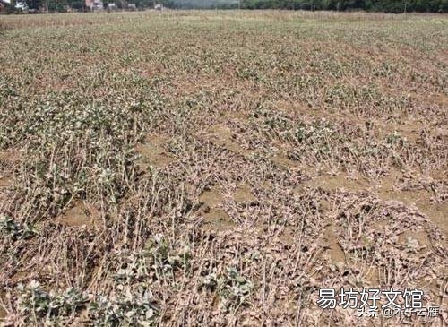 今年雨水这么多,对庄稼人来说到底是好事还是坏事?