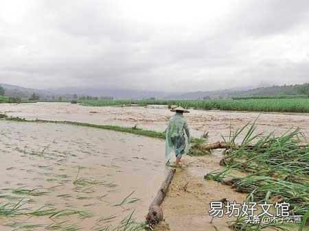 今年雨水这么多,对庄稼人来说到底是好事还是坏事?