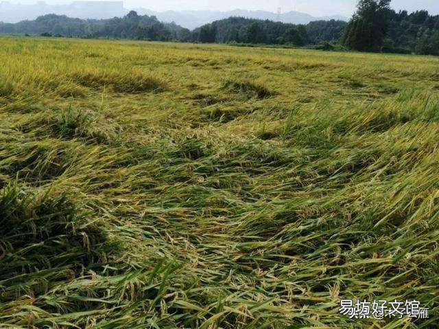 今年雨水这么多,对庄稼人来说到底是好事还是坏事?
