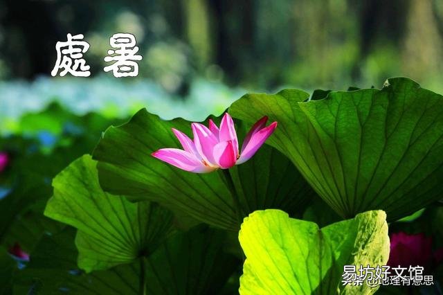 为何今年夏天没有大面积高温,就已经处暑了,处暑后还会升温吗?
