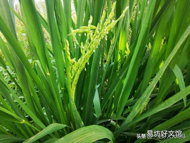 水稻能在青藏高原上种植吗?