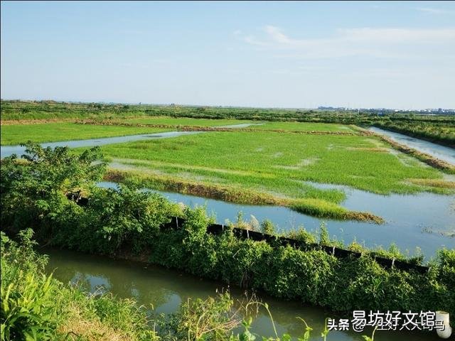 水稻能在青藏高原上种植吗?