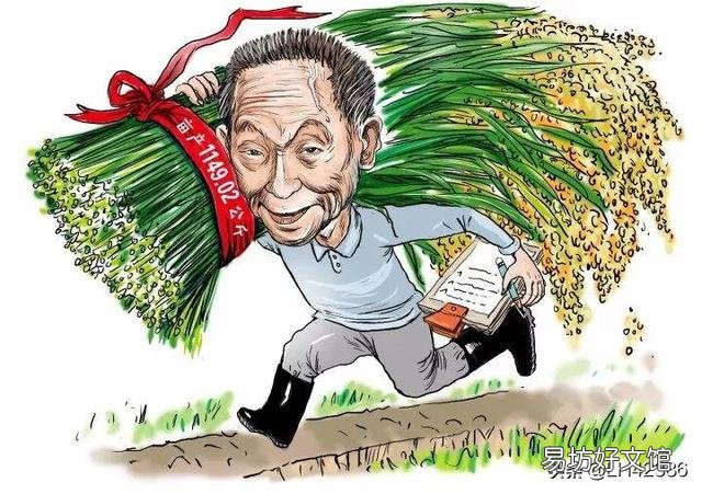 山东人在海里种水稻,是真的吗?