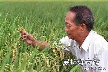 山东人在海里种水稻,是真的吗?