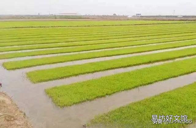 山东人在海里种水稻,是真的吗?