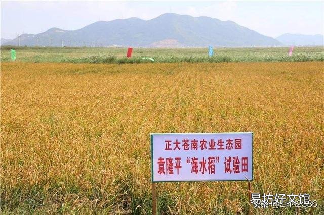 山东人在海里种水稻,是真的吗?
