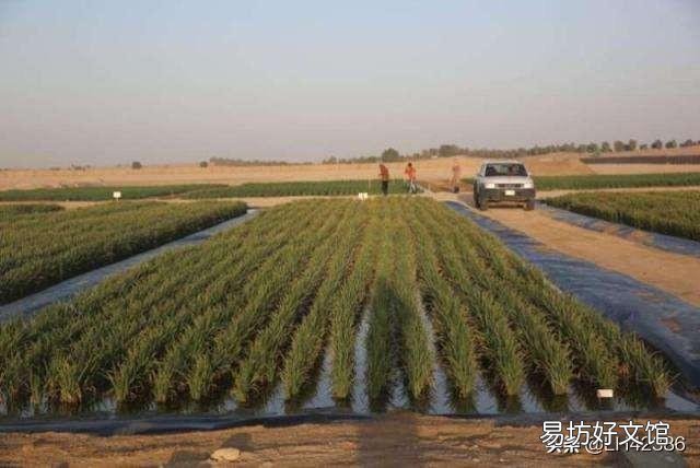 山东人在海里种水稻,是真的吗?