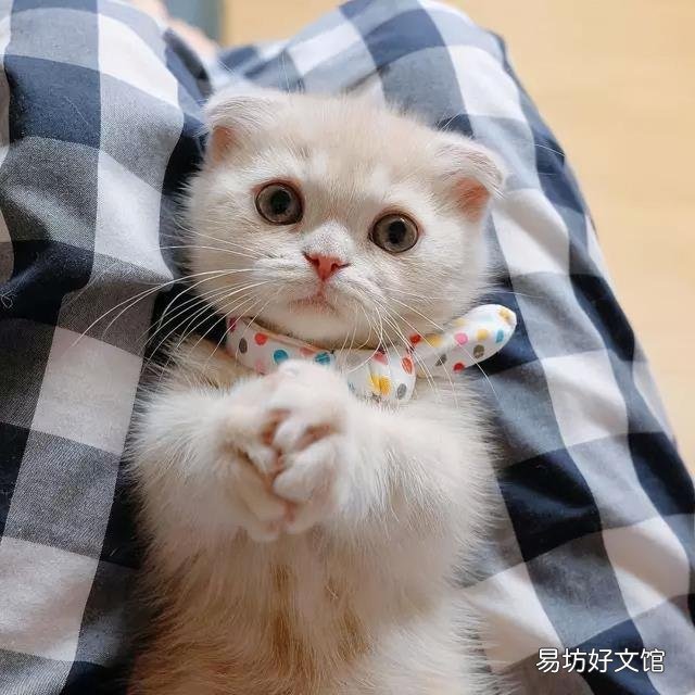苏格兰猫图片(苏格兰猫和英短区别)
